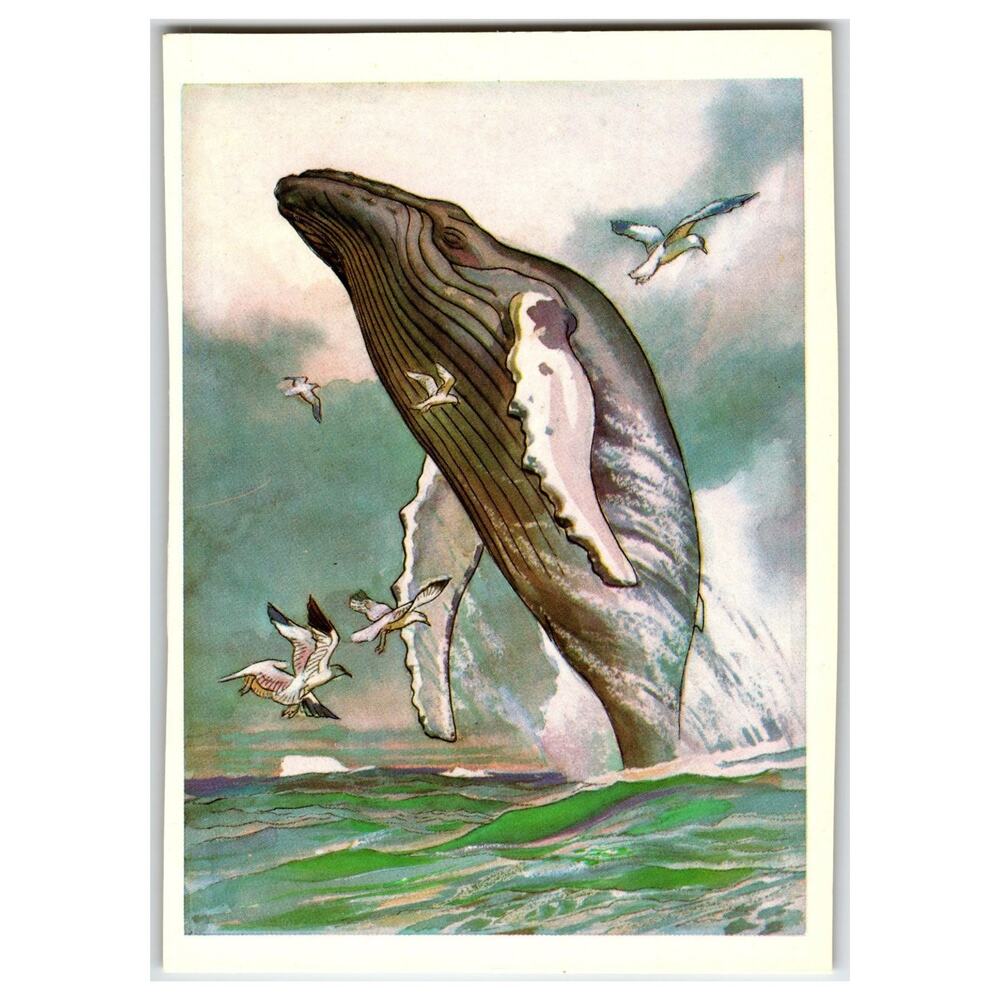 Vintage Russian Humpback Whale Breaching Art Postcard 1979 USSR Ocean Nature